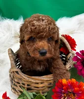 Rome, a male Poodle - Miniature  for sale in Frederic, WI – 5 of 5