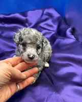 Breeze, a male Maltipoo for sale in Frederic, WI – 3 of 4