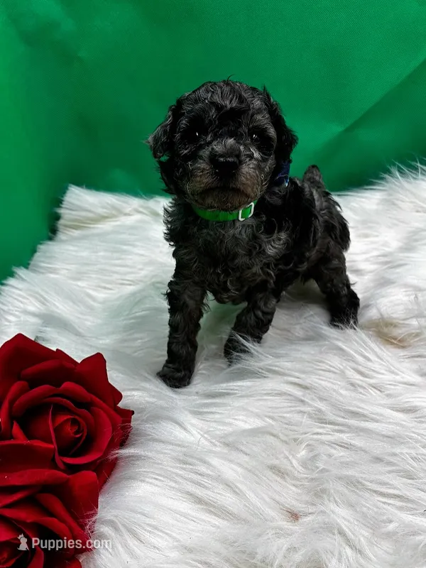 Whiskey – Poodle - Miniature  puppy for sale in Frederic, WI