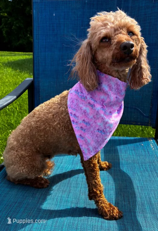 Tia – Poodle - Miniature  puppy for sale in Frederic, WI