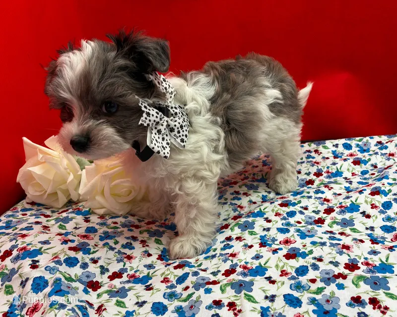 Luna – Maltipoo puppy for sale in Frederic, WI