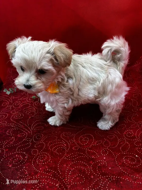 Amber – Maltipoo puppy for sale in Frederic, WI