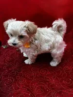 Amber, a male Maltipoo for sale in Frederic, WI – 1 of 3