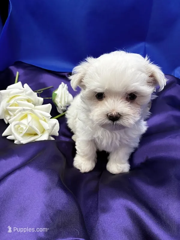 Opal – Maltese puppy for sale in Frederic, WI