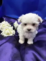 Opal, a female Maltese for sale in Frederic, WI – 1 of 5