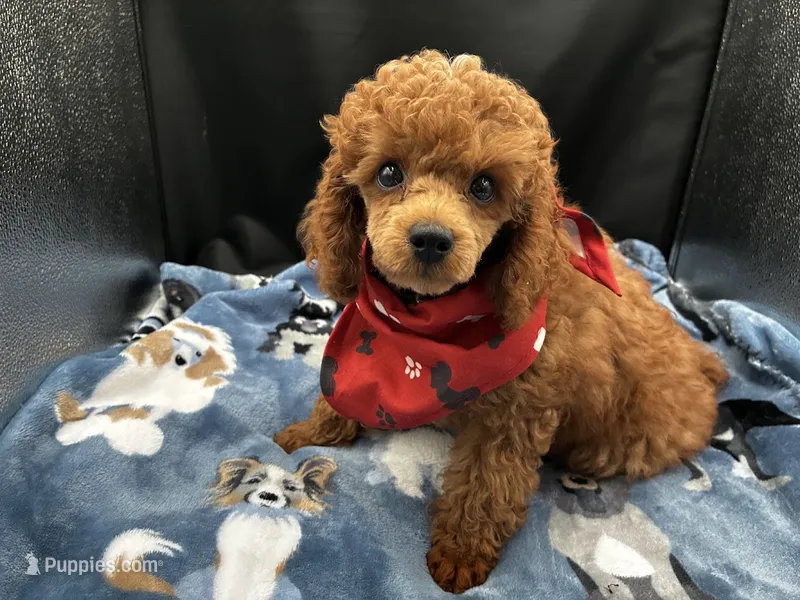 Rome – Poodle - Miniature  puppy for sale in Frederic, WI