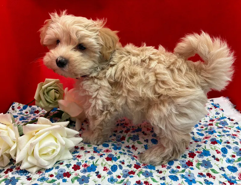 Calcite – Maltipoo puppy for sale in Frederic, WI