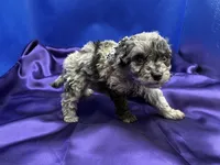 Coral, a female Maltipoo for sale in Frederic, WI – 4 of 5