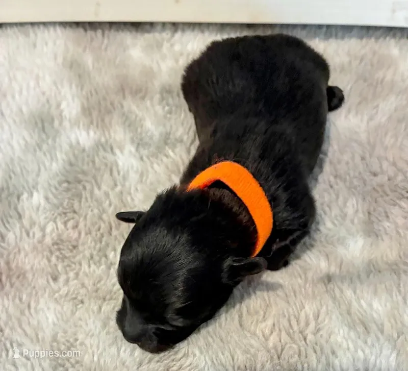 Onyx – Maltipoo puppy for sale in Frederic, WI