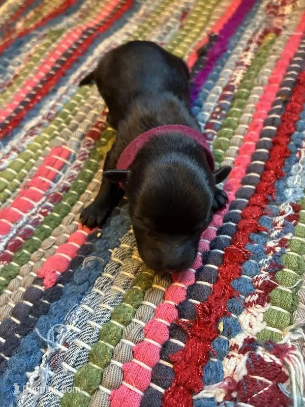 Onyx – Maltipoo puppy for sale in Frederic, WI