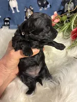 Saphire, a female Maltipoo for sale in Frederic, WI – Photo 1 of 5