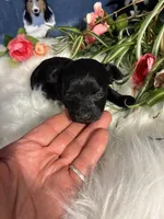 Saphire, a female Maltipoo for sale in Frederic, WI – Photo 4 of 5