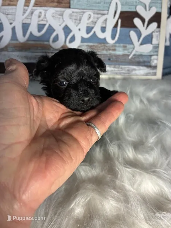 Saphire – Maltipoo puppy for sale in Frederic, WI