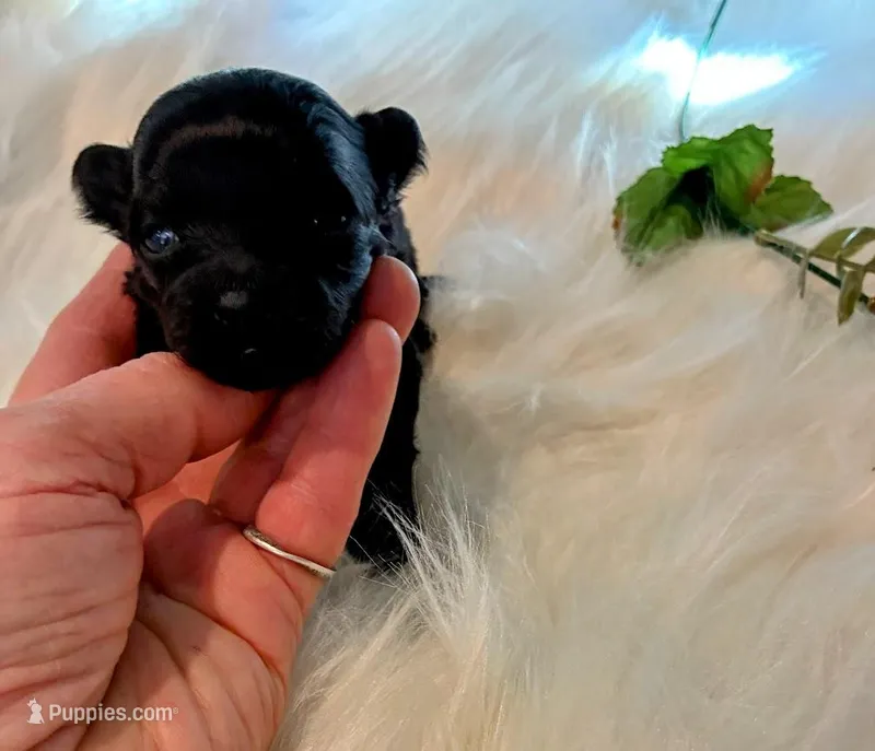 Onyx – Maltipoo puppy for sale in Frederic, WI