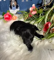 Saphire, a female Maltipoo for sale in Frederic, WI – Photo 5 of 5