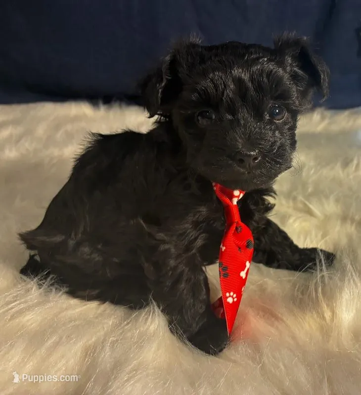 Saphire – Maltipoo puppy for sale in Frederic, WI