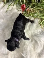 Saphire, a female Maltipoo for sale in Frederic, WI – Photo 2 of 5