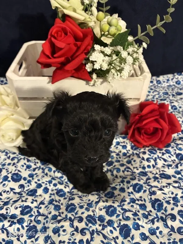 Saphire – Maltipoo puppy for sale in Frederic, WI