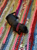 Onyx, a male Maltipoo for sale in Frederic, WI – Photo 2 of 2