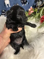 Saphire, a female Maltipoo for sale in Frederic, WI – Photo 3 of 5