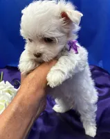 Topaz, a female Maltese for sale in Frederic, WI – 1 of 3