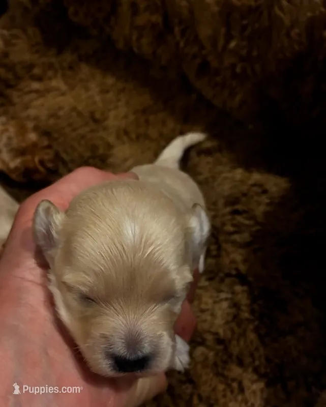 Hugo – Maltipoo puppy for sale in Frederic, WI