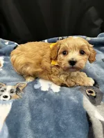 Oliver, a male Maltipoo for sale in Frederic, WI – 2 of 3