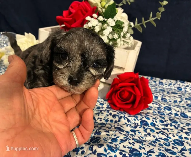 Agate – Maltipoo puppy for sale in Frederic, WI