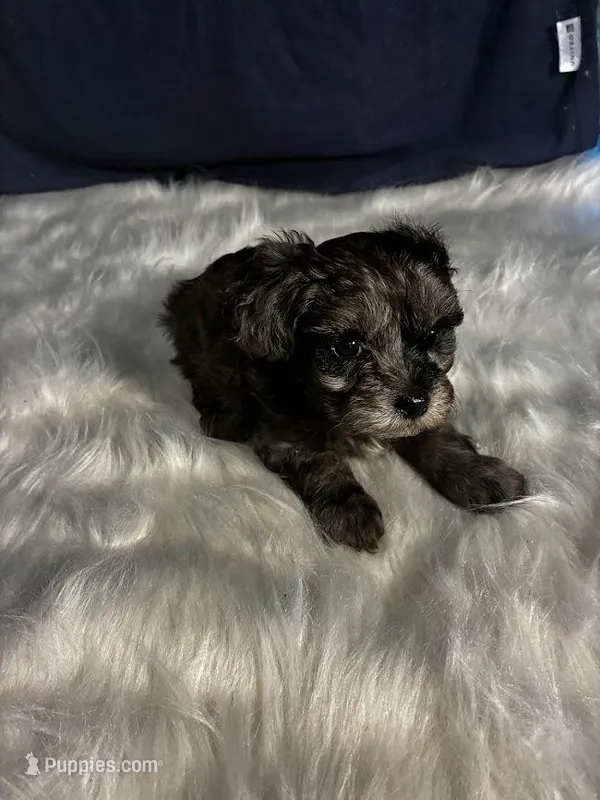 Agate – Maltipoo puppy for sale in Frederic, WI
