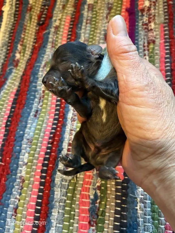 Agate – Maltipoo puppy for sale in Frederic, WI