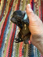 Agate, a male Maltipoo for sale in Frederic, WI – Photo 1 of 2