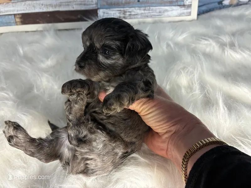 Agate – Maltipoo puppy for sale in Frederic, WI