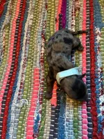 Agate, a male Maltipoo for sale in Frederic, WI – Photo 2 of 2