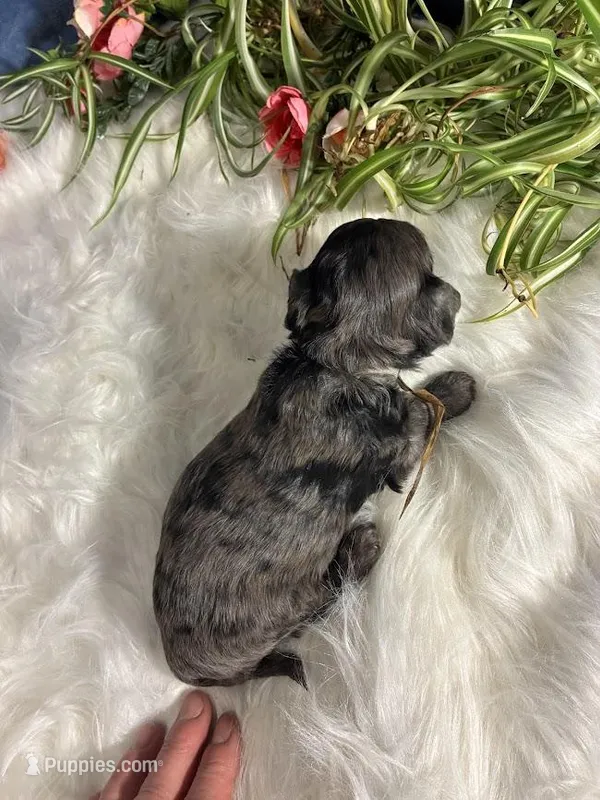 Agate – Maltipoo puppy for sale in Frederic, WI