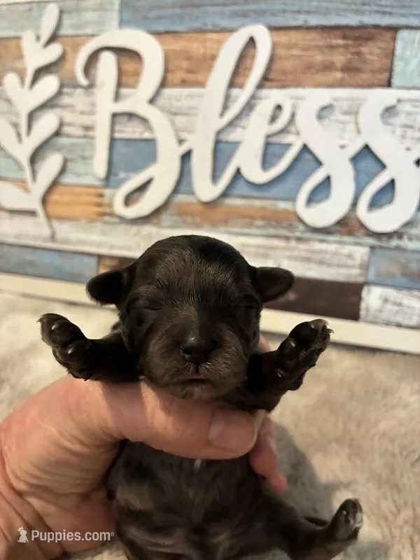 Agate – Maltipoo puppy for sale in Frederic, WI