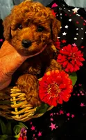 Athens, a male Poodle - Miniature  for sale in Frederic, WI – 2 of 2