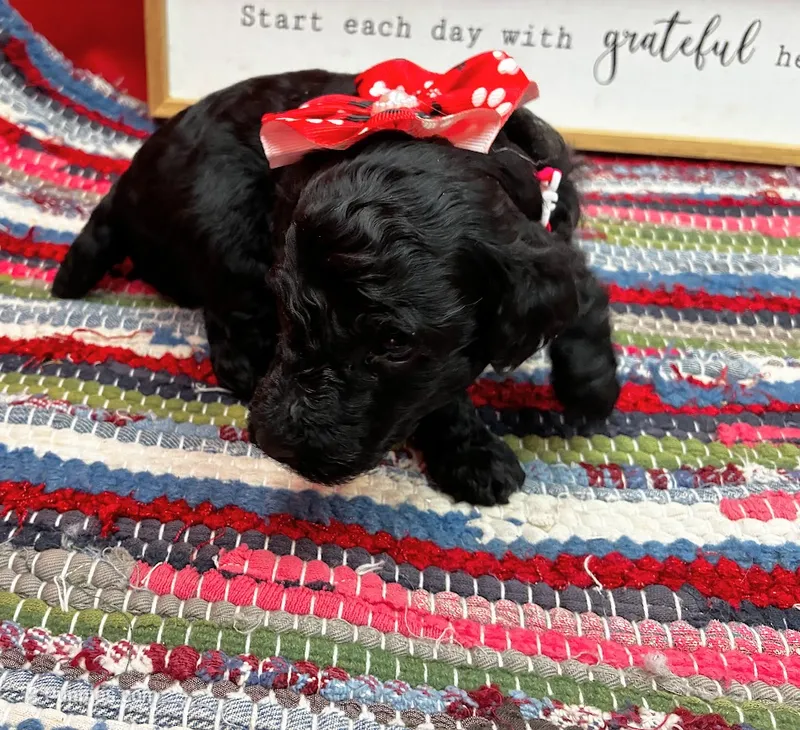 Tango – Poodle - Miniature  puppy for sale in Frederic, WI