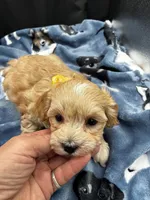 Oliver, a male Maltipoo for sale in Frederic, WI – 3 of 3