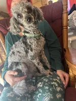 Daisy, a female Poodle - Miniature  for sale in Frederic, WI – Photo 3 of 3