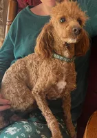 Daisy, a female Poodle - Miniature  for sale in Frederic, WI – Photo 2 of 3