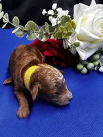 Ruby, a female Poodle - Miniature  for sale in Frederic, WI – 2 of 4