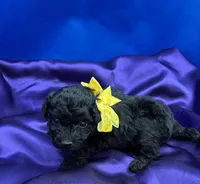 Malibu, a female Maltipoo for sale in Frederic, WI – 2 of 6