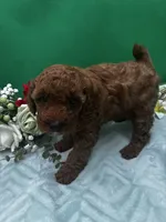 Oakly, a male Poodle - Miniature  for sale in Frederic, WI – 3 of 4