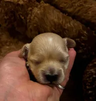 Winston, a male Maltipoo for sale in Frederic, WI – 2 of 2