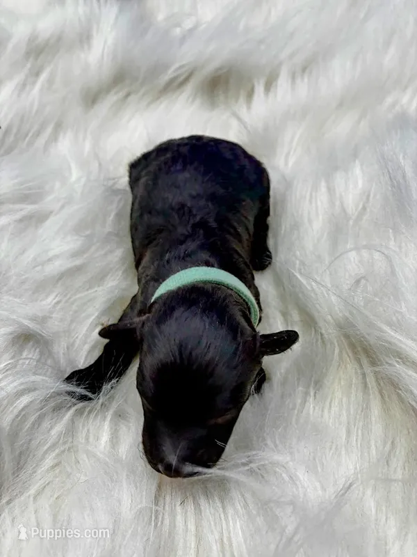 Zulu – Poodle - Miniature  puppy for sale in Frederic, WI