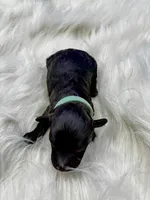 Zulu, a female Poodle - Miniature  for sale in Frederic, WI – 1 of 2