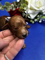 Athens, a male Poodle - Miniature  for sale in Frederic, WI – 3 of 3