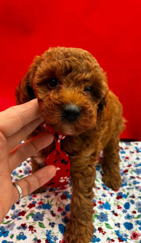 Oakly – Poodle - Miniature  puppy for sale in Frederic, WI