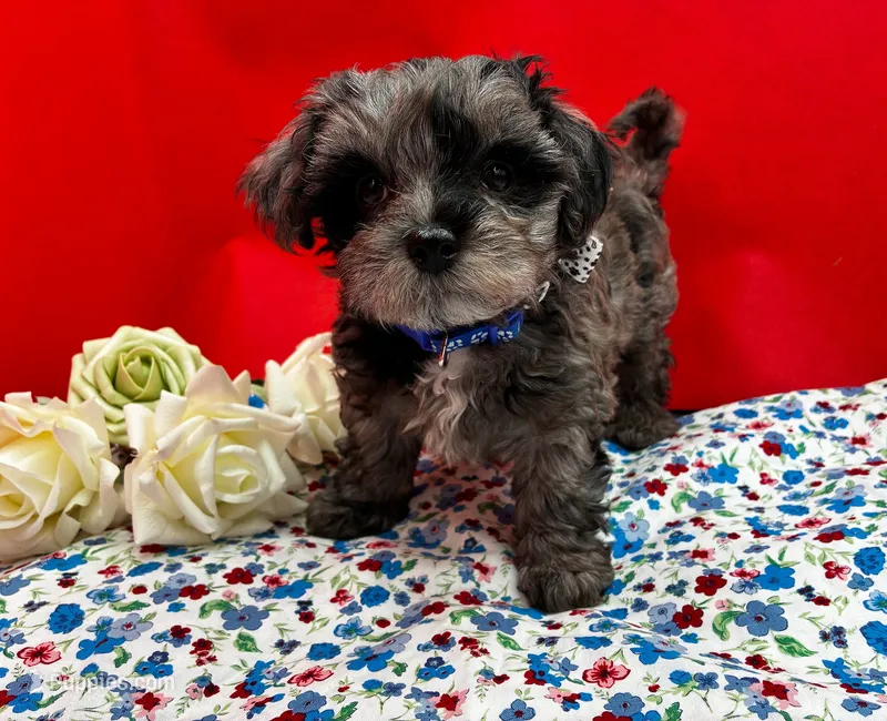 Agate – Maltipoo puppy for sale in Frederic, WI