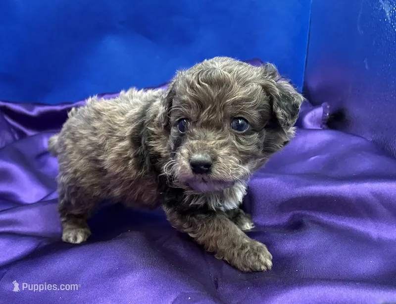 Tide – Maltipoo puppy for sale in Frederic, WI